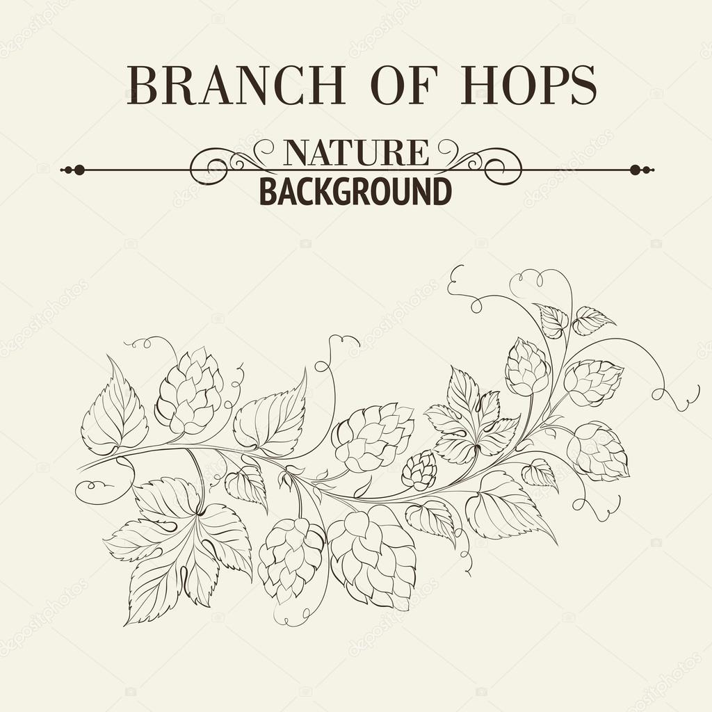 Hops with leafs isolated on sepia.