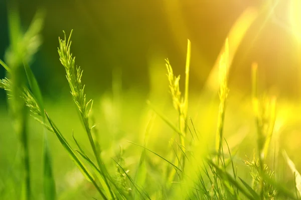 Salida del sol sobre un prado floreciente de verano — Foto de Stock