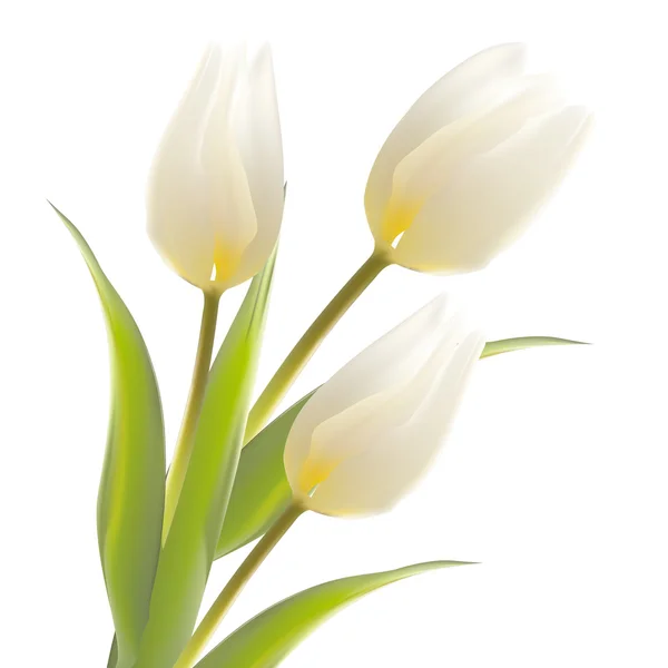 Tulip flower isolated over white. — Stock Vector