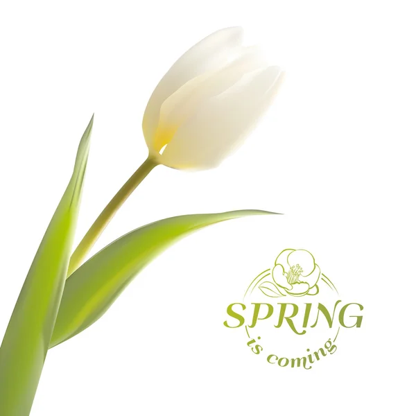 Tulipano primavera mazzo di fiori per il vostro disegno della carta . — Vettoriale Stock