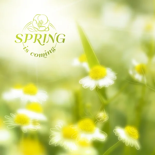 Fresh chamomile, spring background. — Stock Vector
