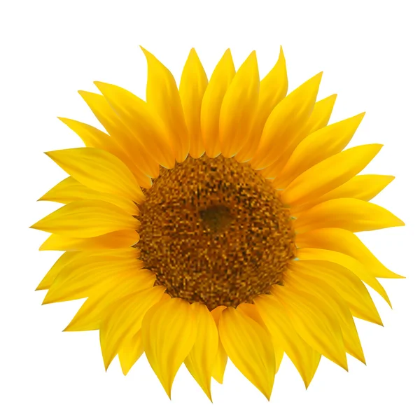 Sunflower flower isolated over white. — Stock Vector