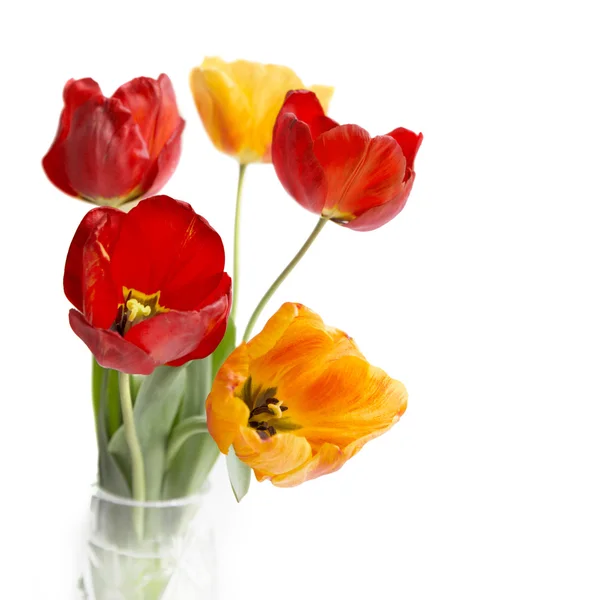 Аромат разноцветных тюльпанов . — стоковое фото