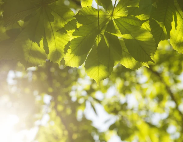 Hojas de castaño verde — Foto de Stock