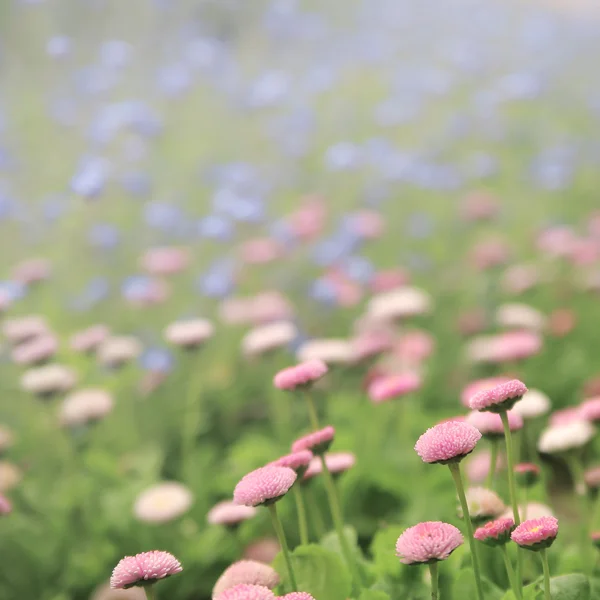 Närbild på små violetta blommor. — Stockfoto