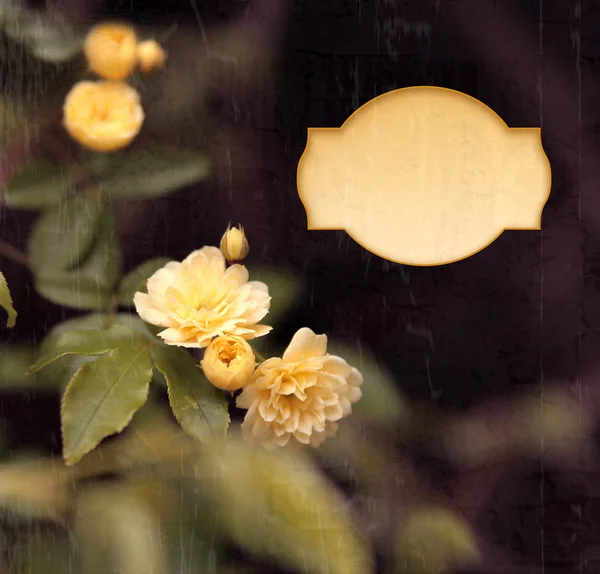 黄色のバラの背景. — ストック写真
