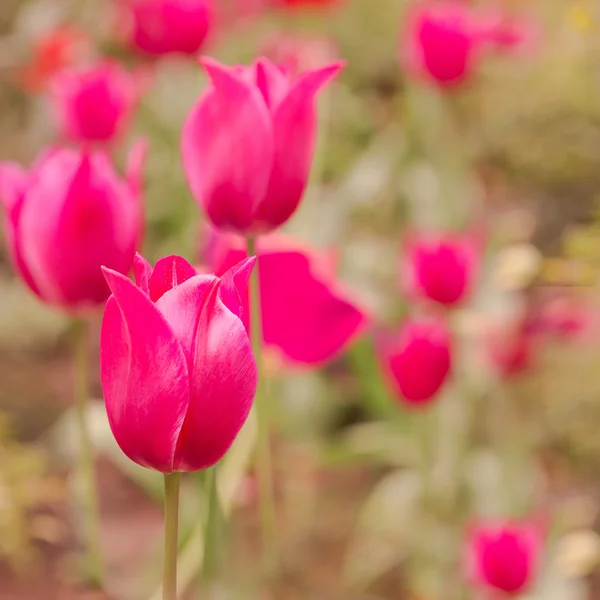 Campo com tulipas rosa . — Fotografia de Stock