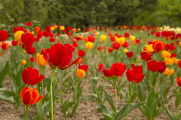 Hermoso campo de flores silvestres de tulipanes . — Foto de Stock