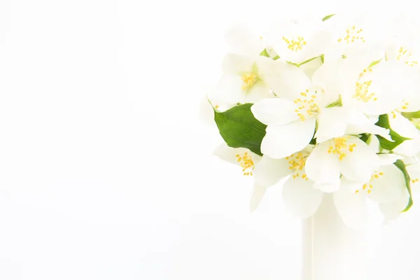 Krásnou kytici jasmínu — Stock fotografie