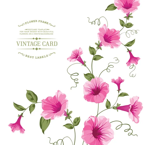 Bindweed flower — Stock Illustration Bindweed flower Vector Graphics