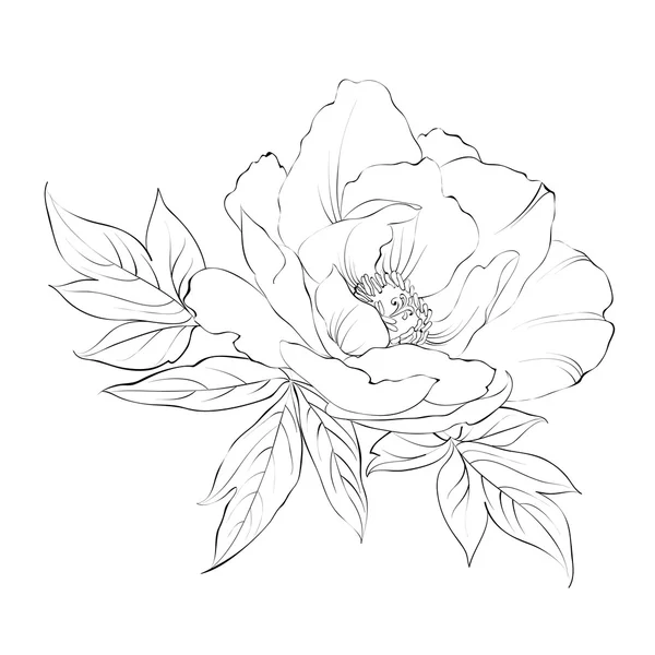 Ink Painting of Peony isolated on white. — Stock Vector