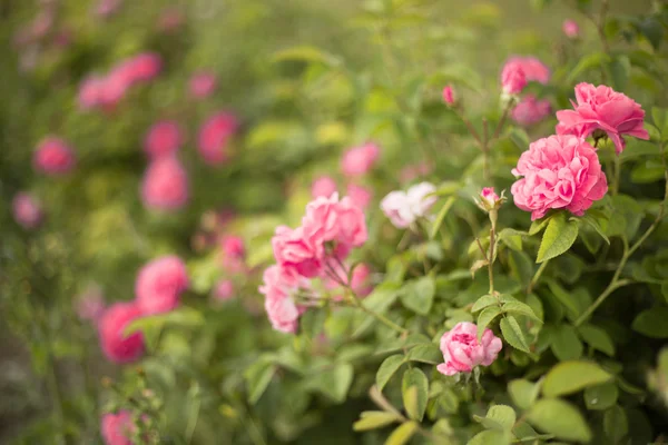 Hermosas rosas rosadas . — Foto de Stock