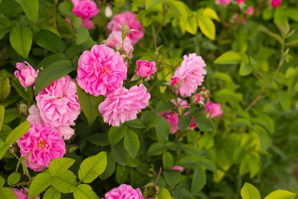 Lindas rosas rosa . — Fotografia de Stock