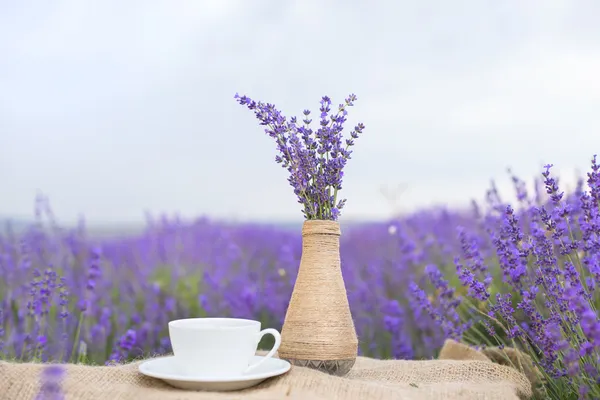 Composizione lavanda sul campo . — Foto Stock