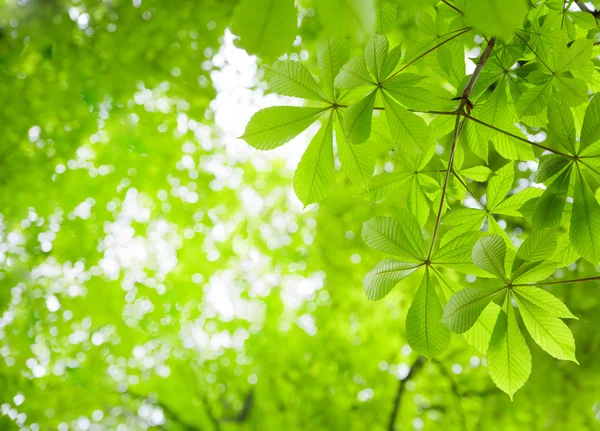 Зеленые каштановые листья — стоковое фото