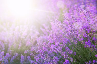 çiçek alan ve gökyüzü.