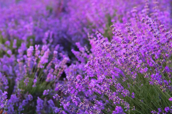 Blommor i fälten lavendel. — Stockfoto