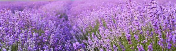 薰衣草花田里的花. — 图库照片