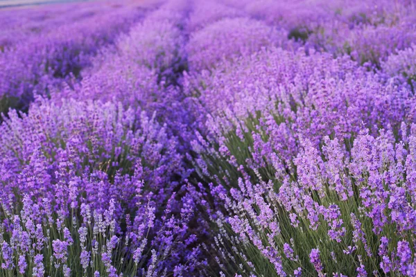 Blommor i fälten lavendel. — Stockfoto