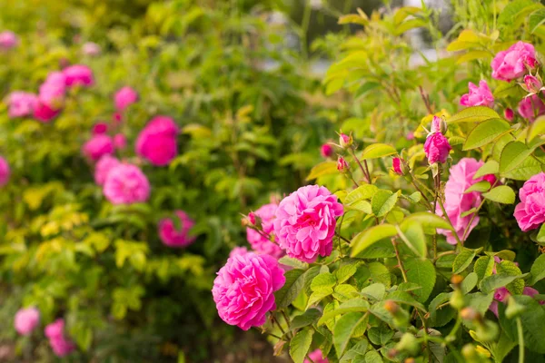 Rosa roser . – stockfoto