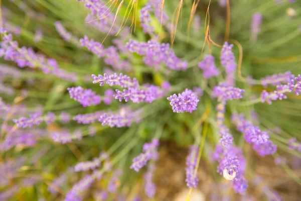 Lavender flowers close-up — Stock Photo, Image