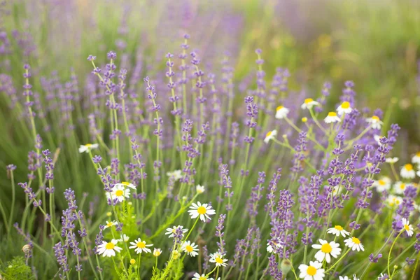 Tomillo silvestre en el campo. — Foto de stock © zhukovvvlad #212824384
