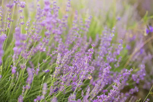 Kolom Bunga Lavender. — Stok Foto