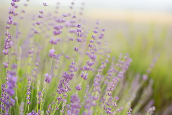 Campo de flores de lavanda. —  Fotos de Stock