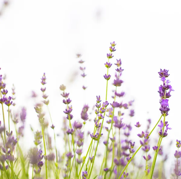Lavender flowers close-up