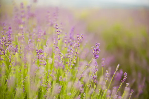 Campo de flores de lavanda. —  Fotos de Stock