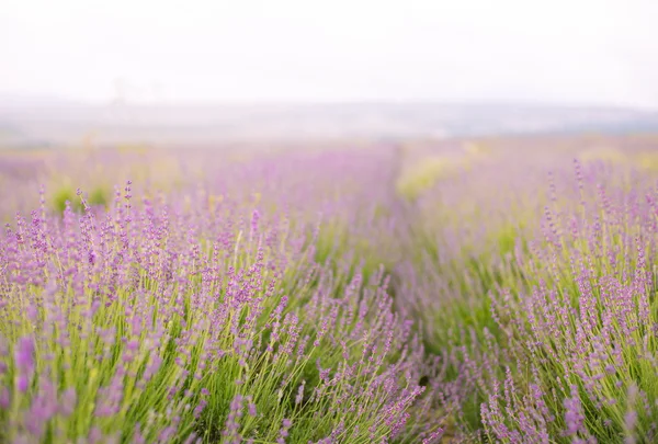 Lavendelbloemenveld. — Stockfoto