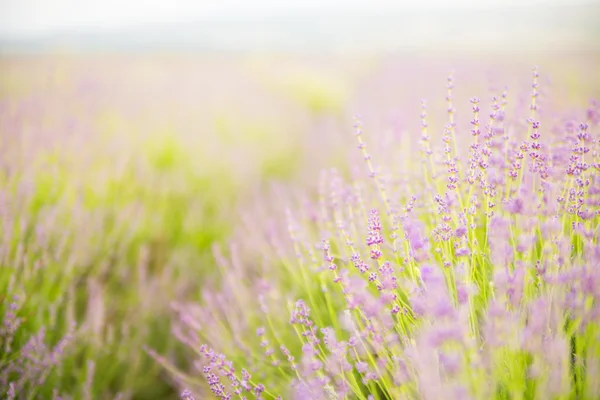 Campo de flores de lavanda. — Fotografia de Stock