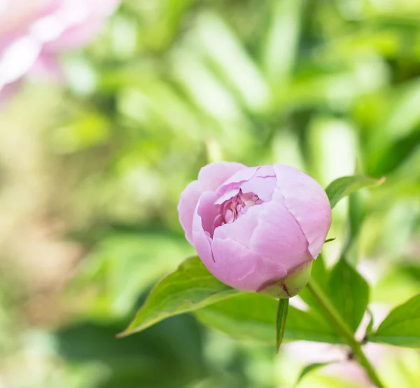 Peonía rosa . — Foto de Stock