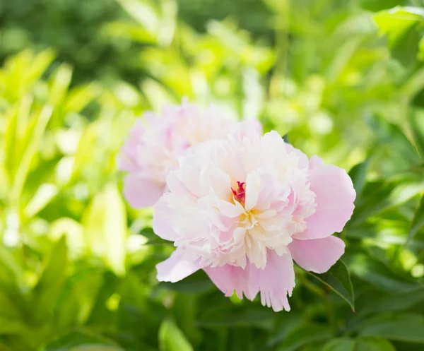 Pinkfarbene Pfingstrose in Großaufnahme. — Stockfoto