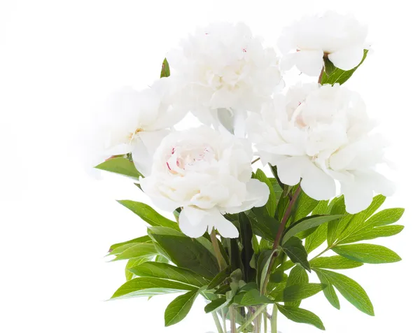 White peony. — Stock Photo, Image