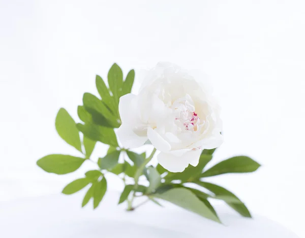 Luxurious white peony. Royalty Free Stock Images