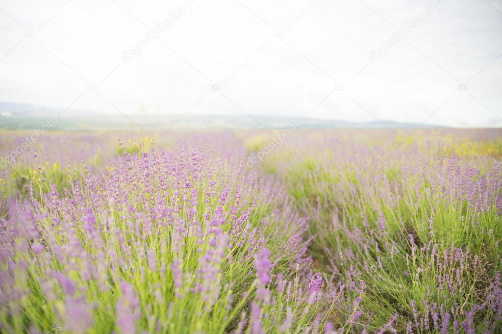 Lavender flower field.