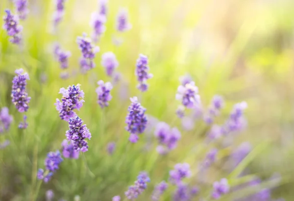 Lavendelstrauch. — Stockfoto