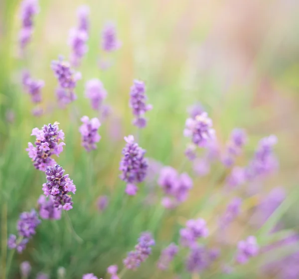 Bush of lavender. — Stock Photo, Image