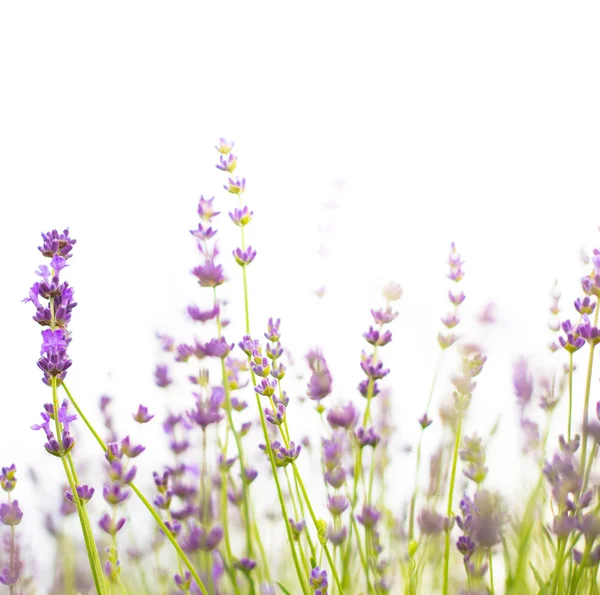 Arbusto de lavanda . — Fotografia de Stock