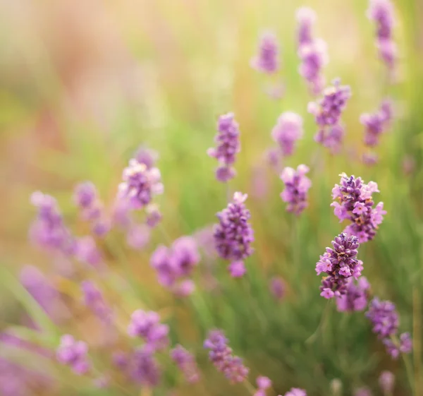 Lavendelblüten aus nächster Nähe — Stockfoto