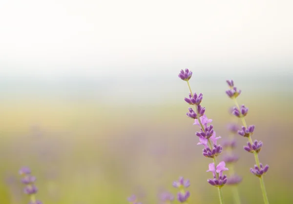 Lavendelblommans fält. — Stockfoto