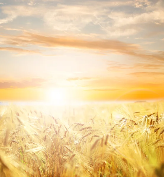 Beautiful wheat field. — Stock Photo, Image