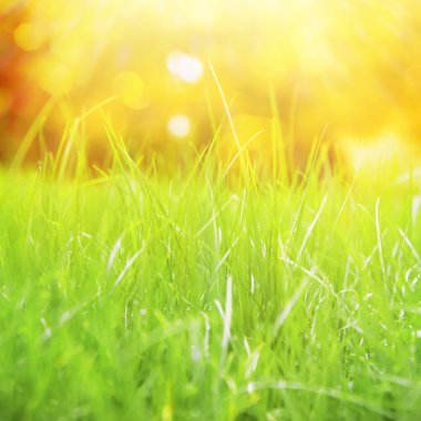 doğal çim arka plan.