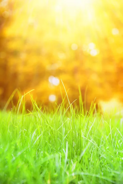 Grass with bokeh. — Stock Photo, Image