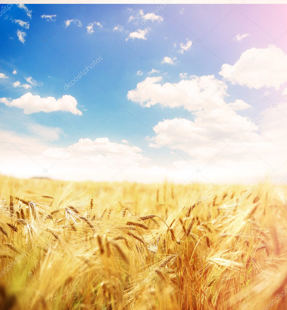 Beautiful wheat field.