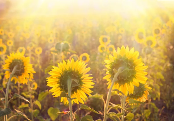 Golden sunflower. — Stock Photo, Image