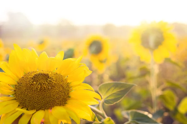 Golden sunflower. — Stock Photo, Image