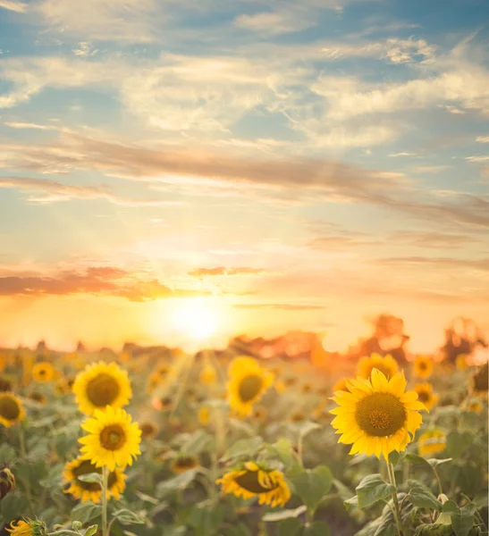 Campo di girasole . — Foto Stock