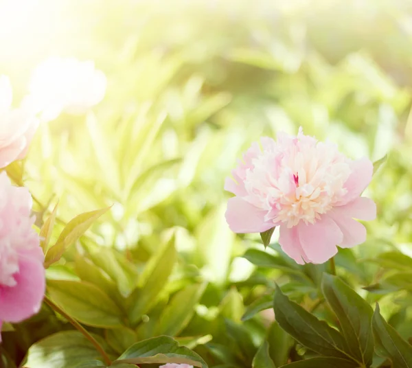 White peony. — Stock Photo, Image